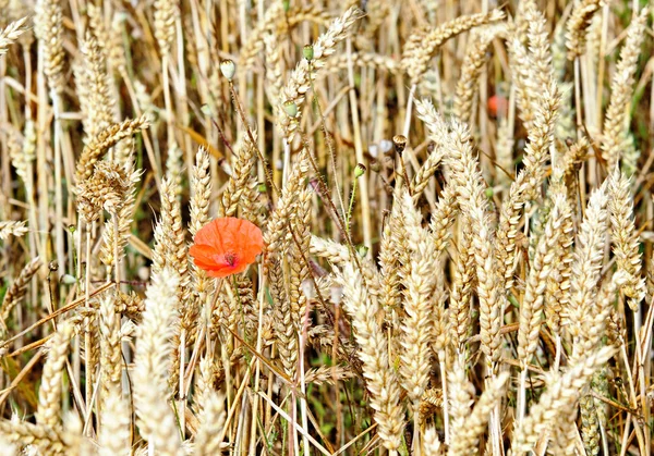 Haşhaş ve buğday — Stok fotoğraf