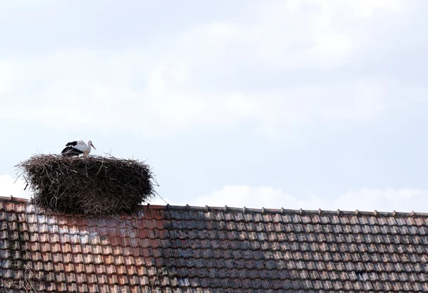 Stork in a nest — Stock Photo, Image