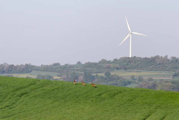 Stock image Energy and wildlife