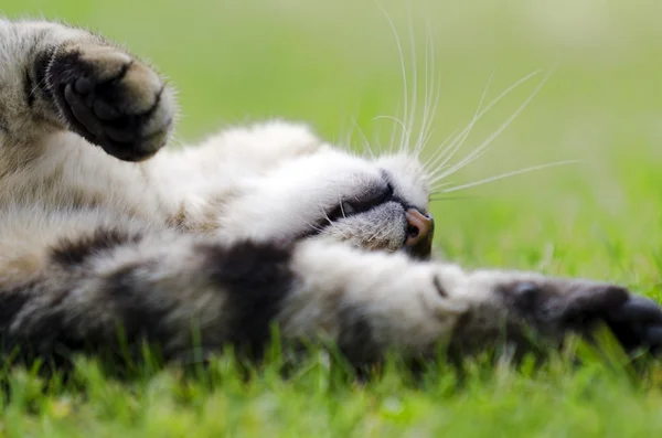 Mourovatá kočka — Stock fotografie