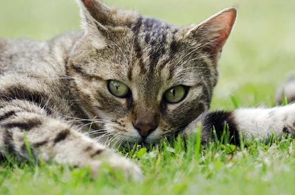 Meu gato — Fotografia de Stock