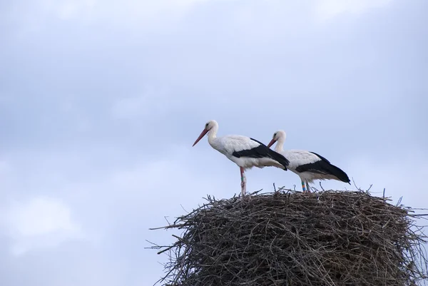 Couple of stork — Stock Photo, Image
