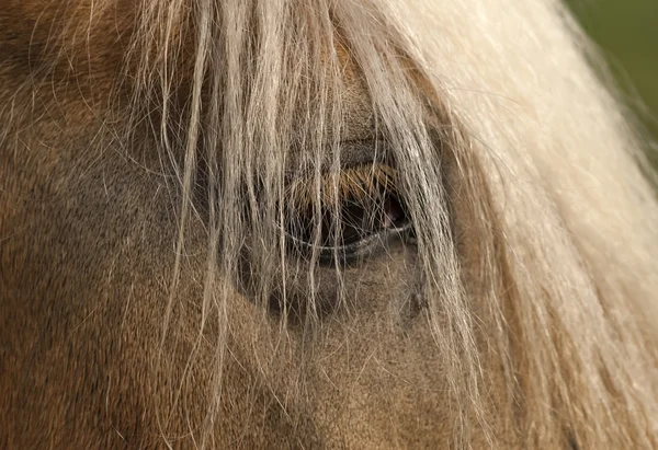Een paard — Stockfoto