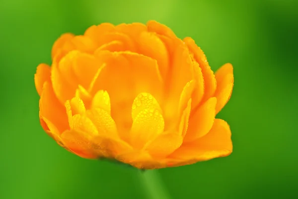 En gul blomma — Stockfoto