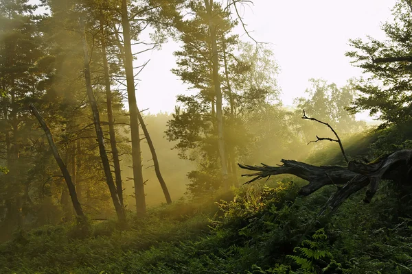 野生の森林 — ストック写真