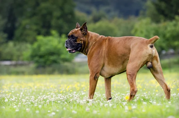 Боксер собака — стокове фото