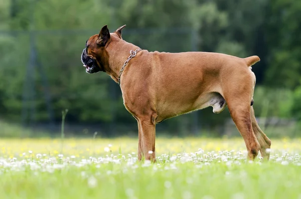 Боксер собака — стокове фото