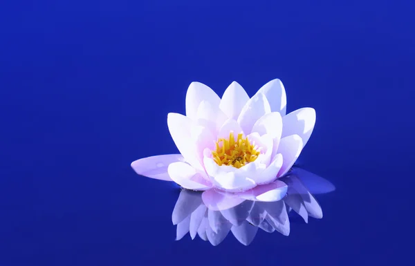 stock image Waterlily