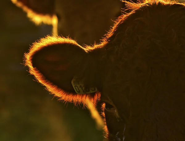 牛在太阳光线 — 图库照片