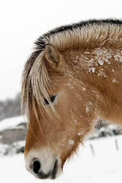 A Horse — Stock Photo, Image