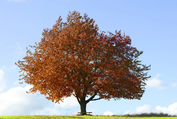 A árvore — Fotografia de Stock