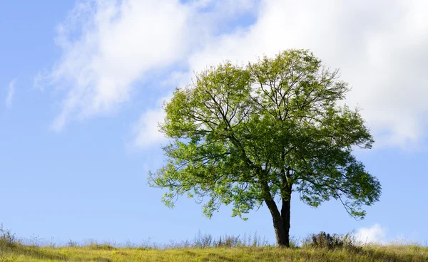 Isolated tree Stock Picture