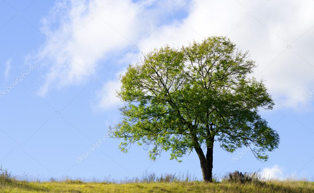 Isolated tree