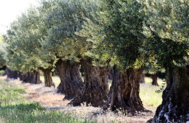 zeytin ağaçları