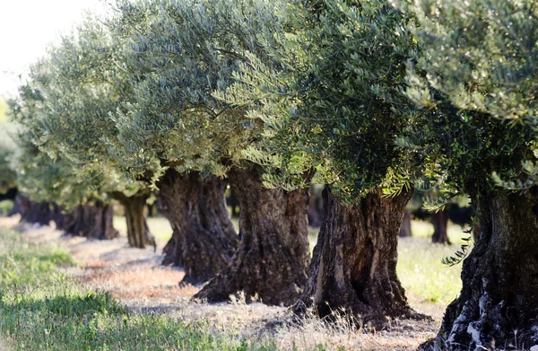 stock image Olive trees