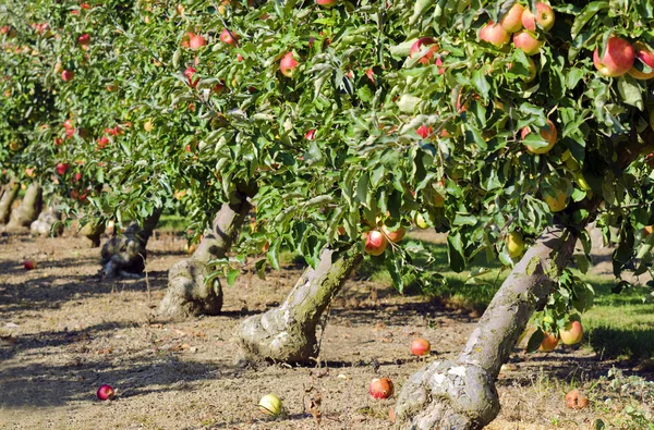 Apple orchard — Stock Photo, Image