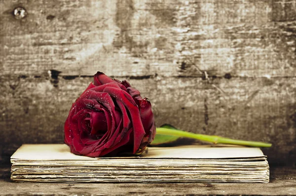 Κόκκινο τριαντάφυλλο σε έγγραφα — Φωτογραφία Αρχείου