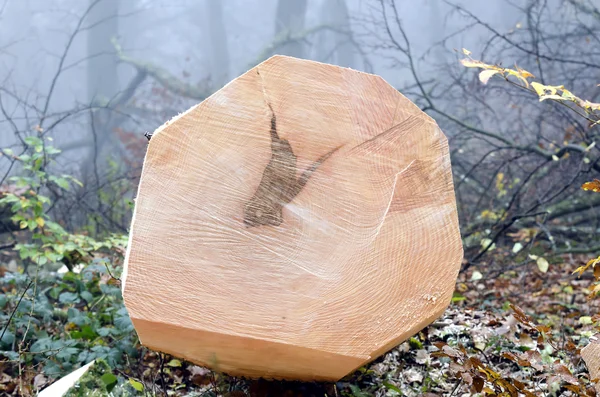 木を切る — ストック写真