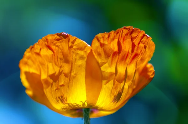 Bir çiçek haşhaş — Stok fotoğraf