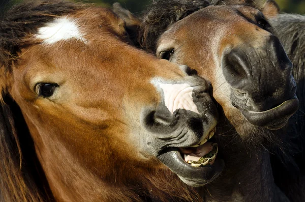 Dva koně — Stock fotografie