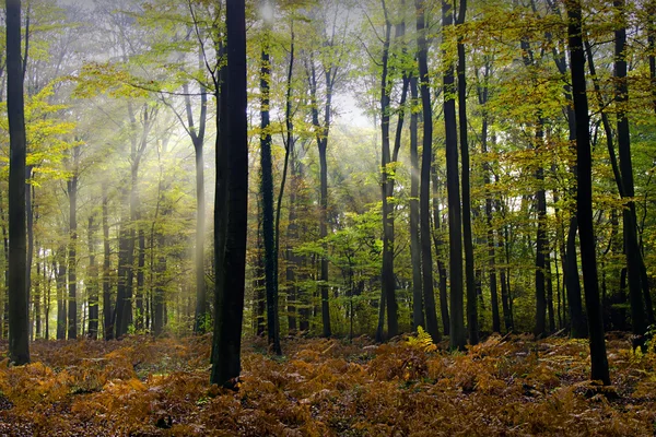 秋季森林 — 图库照片