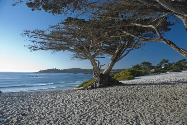 A costa do Pacífico em Monterey, EUA — Fotografia de Stock