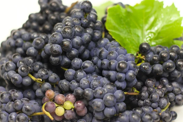 Czarny winogron z liści na białym tle — Zdjęcie stockowe