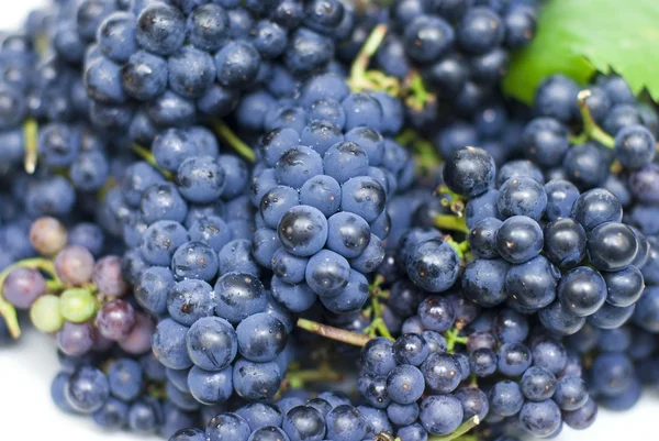 stock image Fresh black grapes with leaves on white background