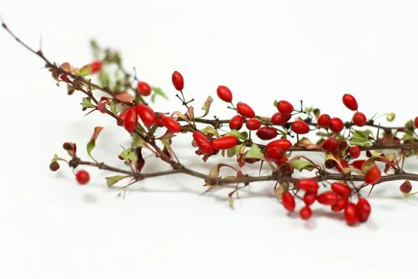在白色背景上的红色小檗 — 图库照片