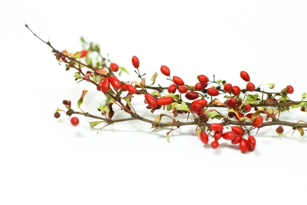 Crespino rosso su sfondo bianco — Foto Stock