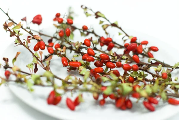 Crespino rosso su sfondo bianco — Foto Stock