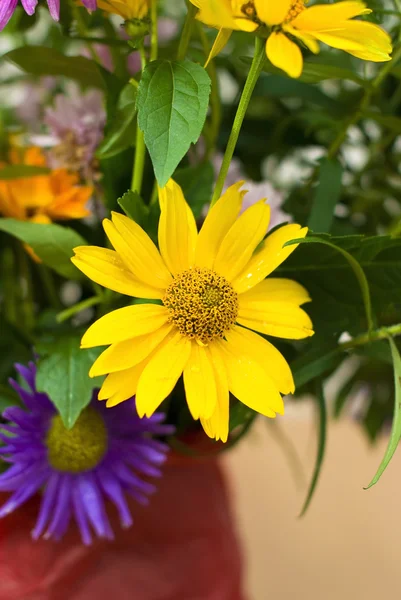 Κίτρινο και μοβ λουλούδια από τον κήπο — Φωτογραφία Αρχείου