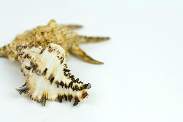 白の貝殻 — ストック写真