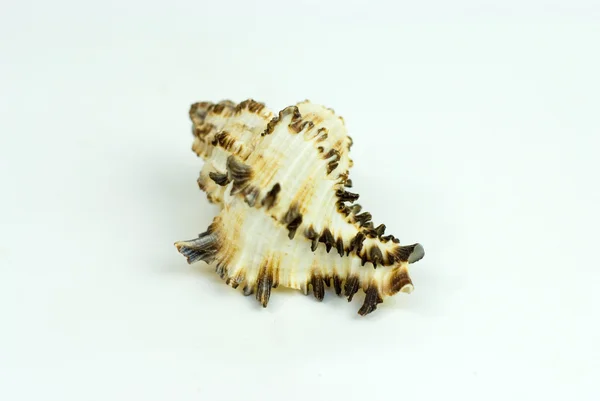 Muschel auf Weiß — Stockfoto