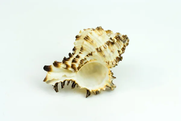 Concha do mar em branco — Fotografia de Stock