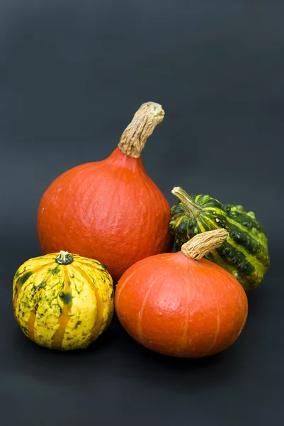 Various types of pumpkins on a black background — Stock Photo, Image
