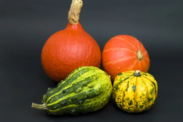 Various types of pumpkins on a black background — Stock Photo, Image