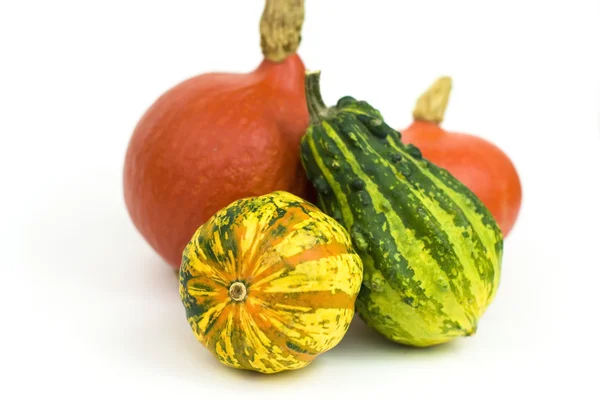 Various types of pumpkins on a white background — Stock Photo, Image