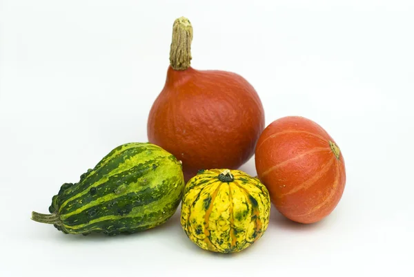 stock image Various types of pumpkins on a white background