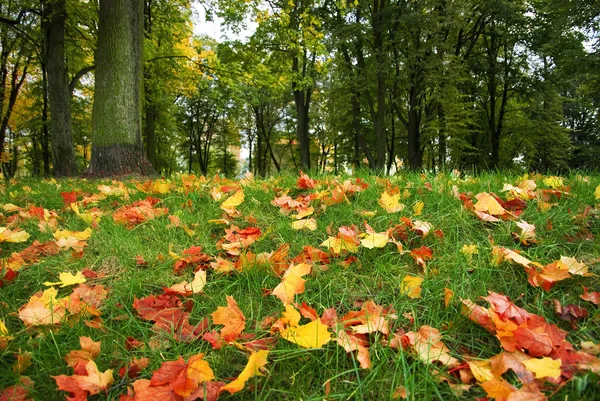 Sonbahar Parkı — Stok fotoğraf