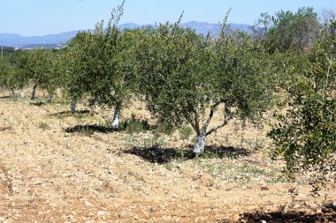 Olive grove.