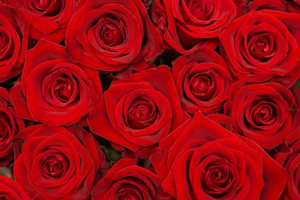 stock image Group of beautiful red roses