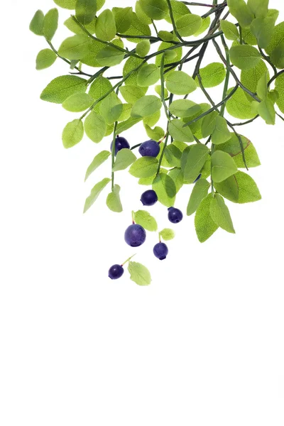 stock image Isolated bilberry