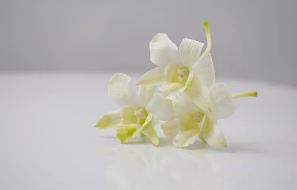 Trzy Biała orchidea — Zdjęcie stockowe
