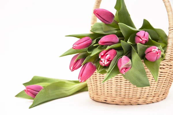 Cesta llena de tulipán —  Fotos de Stock
