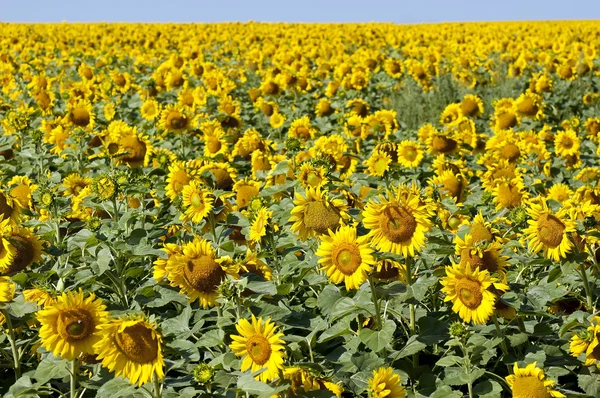 stock image Sunflowers