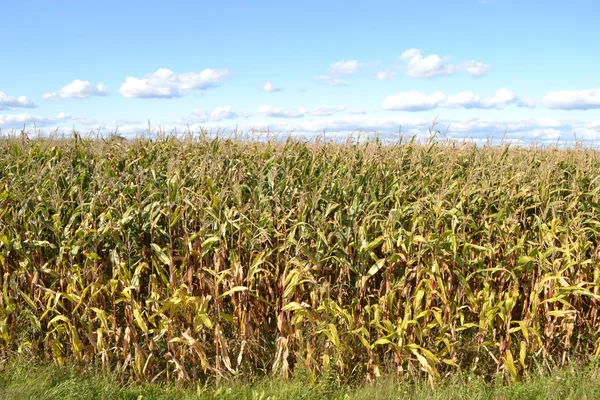 Кукурузное поле осенью. — стоковое фото