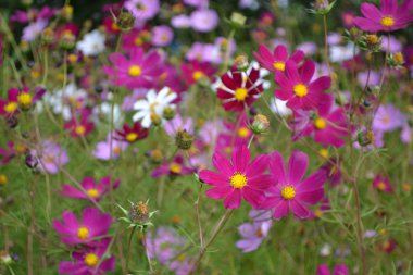 kosmey (cosmos) sonbahar Çiçek Bahçe.