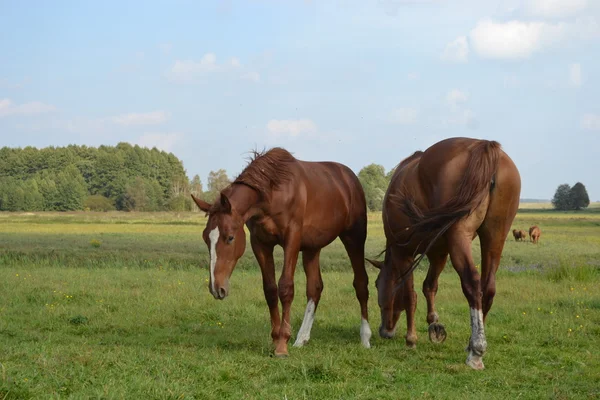 Cavalos em um pasto. — Fotografia de Stock