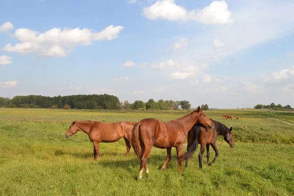 Cavalos em um pasto. — Fotografia de Stock
